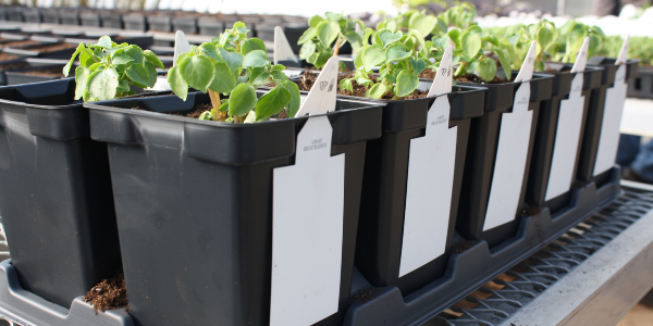 450 Square Pots with Tag Slots and Companion 10-Count Carry Tray