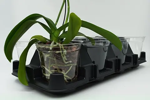 Clear Plant Pots