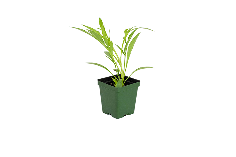 Colored Square Pots