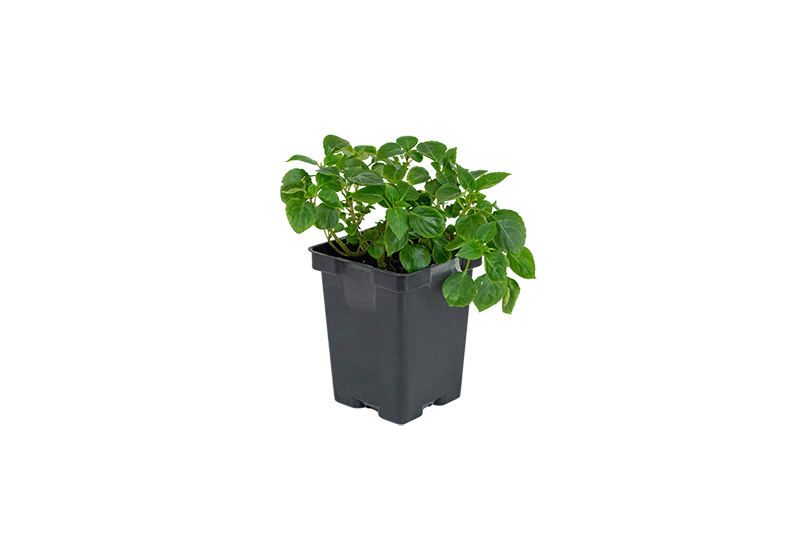 4.5-Inch Quart Tag Slot Square Deep Pots