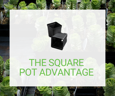 The Square Pot Advantage