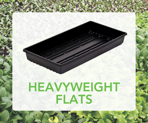 Heavyweight Flats