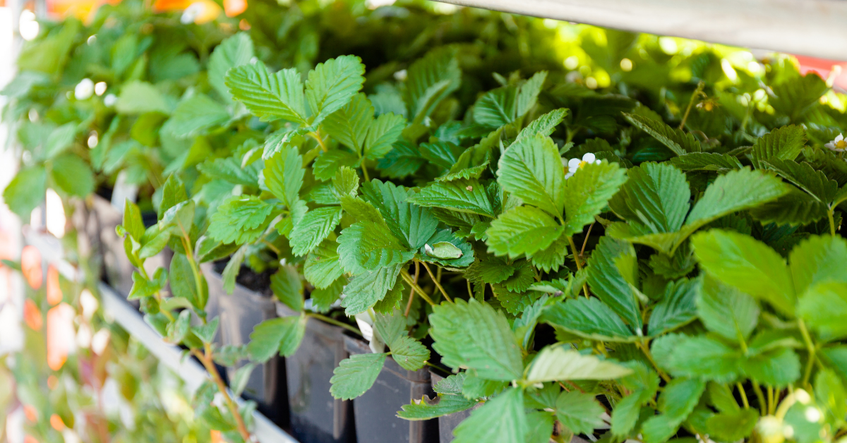 custom thermoformer donates square planting pots and carry trays